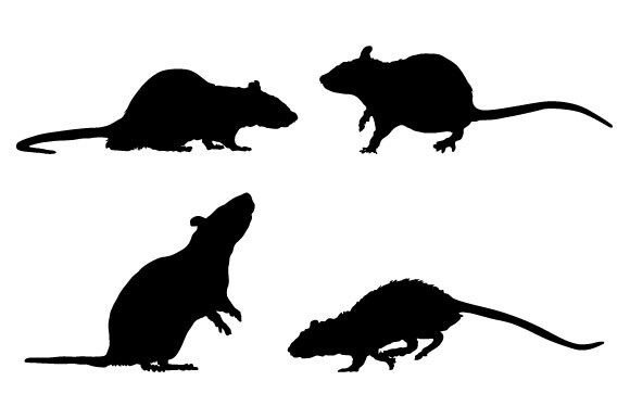 Rats Vector Graphic Design for Creative Sellers